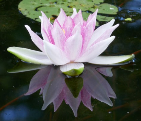 Pranic Healing